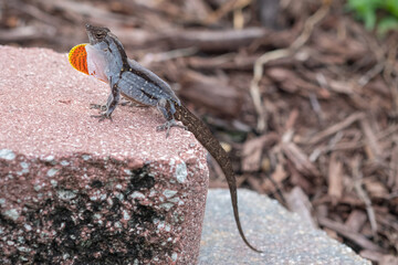 Close up of  Brown Anole In the Middle of Molting Extending His Dewlap