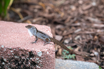 Close up of Common Brown Anole in the middle of molting sitting on a stone 