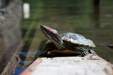 Front view. Red eared slider pond turtle turns head and looks at side on wood shore of Turtle Lake in Tbilisi at sunny summer day. Horizontal photo. Concept of zoo, summer relax, wild life, rest, calm