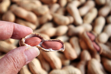 An unknown hand holds a peanut with its shell cracked on peanuts