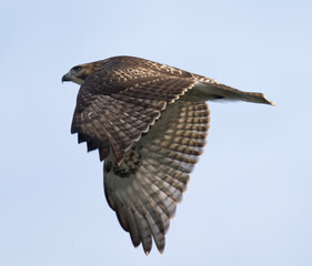 Profile of hawk in flight