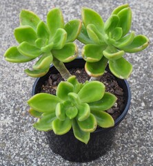 xCremneria 'Pruinosa' mature succulent plant