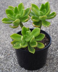 xCremneria 'Pruinosa' mature succulent plant