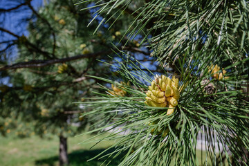 close up view of a pine tree growing a fruit in a sunny summer day