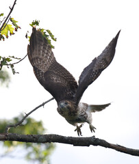 Powerful starting to fly showing its strong wings and long talons. 