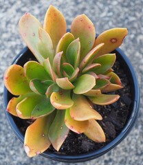 xCremneria 'Rapunzel' mature succulent plant