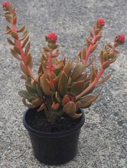 xCremneria 'Rapunzel' mature succulent plant