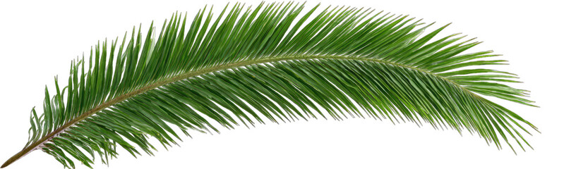 Obraz premium Palm frond, lush green
