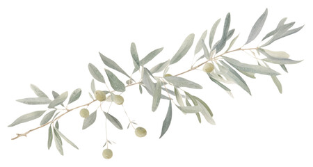 PNG Olive branch frame plant leaf tree.