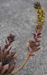 xCremneria 'Rapunzel' mature succulent plant flowers