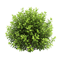 Lush Green Bush: Perfect for Landscaping Designs