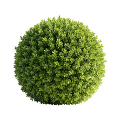 Perfect Sphere of Lush Green Foliage: Botanical Texture