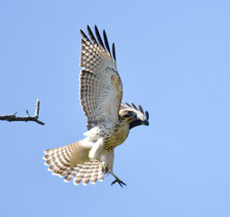 Hawk in flight with wings open