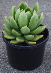 xCremneria 'Scaphylla' mature succulent plant