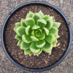 xCremneria 'Scaphylla' mature succulent plant