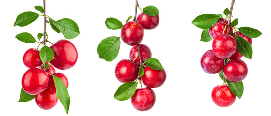 Close Up of Ripe Red Plums with Green Leaves on Branch with Transparent Background