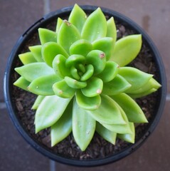 xCremneria 'Scaphylla' mature succulent plant