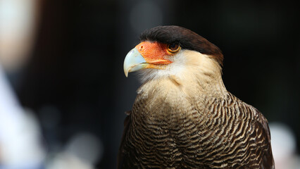 Carancho o Caracara plancus