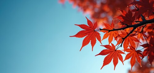 Bright red maple foliage against a clear blue sky in early morning light. Tree branches display vibrant autumn colors. Nature scene offers fresh look at seasonal change. Serene backdrop.