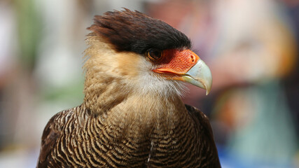 Carancho o Caracara plancus