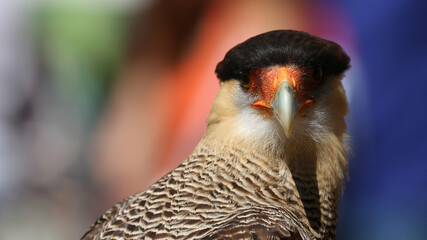 Carancho o Caracara plancus