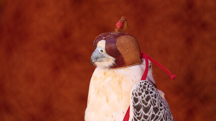 Halcón peregrino