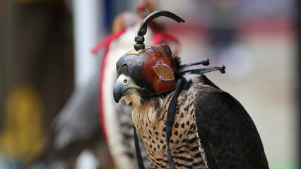 Halcón peregrino