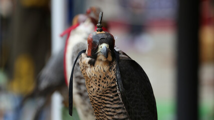 Halcón peregrino