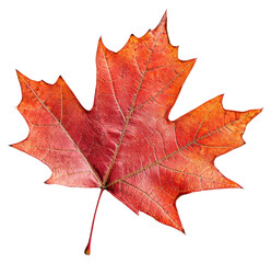 Fototapeta premium PNG Canada maple leaf background isolated white.