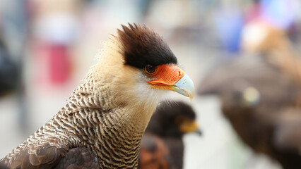 Carancho o Caracara plancus