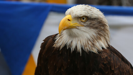 Águila calva