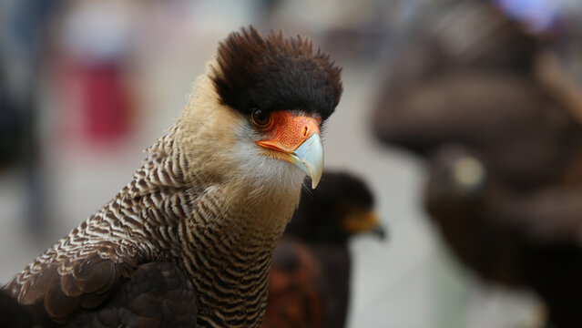 Carancho o Caracara plancus
