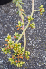xCremnopetalum 'Fred Wass' mature succulent plant flowers