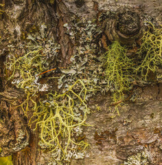 Wolfe Lichen And Blue Lichen