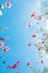 青空の下から撮影したコスモス