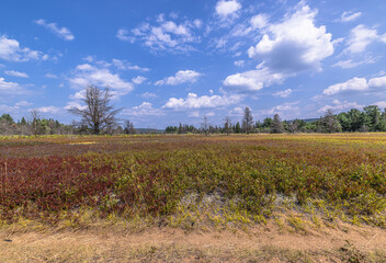 Fototapeta premium Blue Skies And Blue Berries