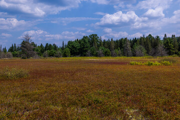 Fototapeta premium Sunny Day At Algonquin Park