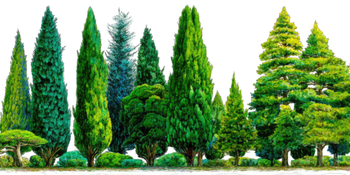 Lush green trees in a garden setting