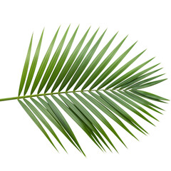 Lush Green Palm Frond: Vibrant Tropical Leaf Texture for Design