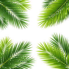 Tropical Palm Fronds: Lush Green Leaf Background for Design