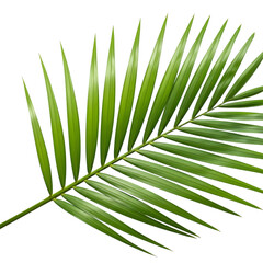 Vibrant Green Palm Frond: Tropical Leaf Texture for Design