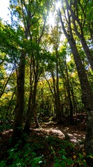 Fototapeta premium Sunlight filters through a dense autumn forest