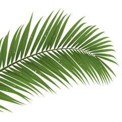 Vibrant Green Palm Frond with Dew Drops