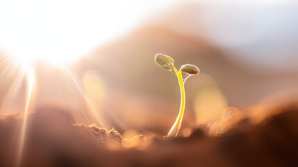 Young sapling emerging from rich soil, sunlight filtering through leaves in a detailed macro view.