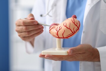 Gastroenterologist with human stomach model in clinic, closeup