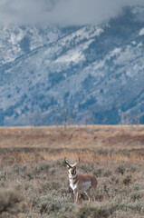Buck pronghorn in grass meadow watching harem