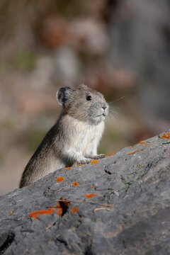 Pica on rocks in Alberta, Canada