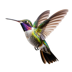 Obraz premium Vibrant hummingbird in flight showcases iridescent feathers and delicate wings, a symbol of speed and beauty.