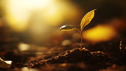 Young sapling emerging from rich soil, sunlight filtering through leaves in a detailed macro view.