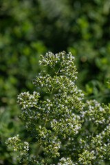 Small white flowers of the oregano herb (Origanum vulgare) outdoors in a garden.
